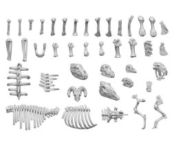 3D Printed Animal Bones – 3D zvieracie kosti a lebky (52 ks)