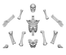 3D Printed Human Skeletons – 3D tlačenie ľudskí kostlivci (4 ks)