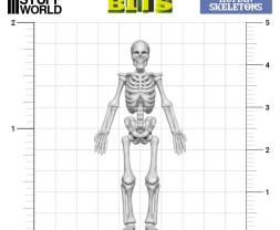 3D Printed Human Skeletons – 3D tlačenie ľudskí kostlivci (4 ks)